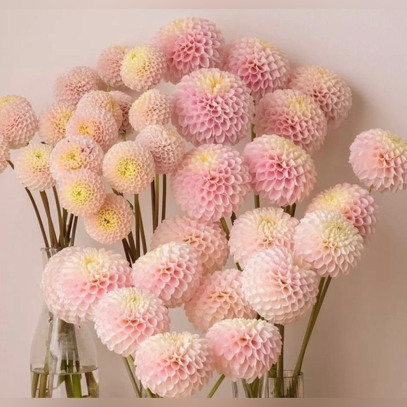 Posh💕 - Picture 3 of 16